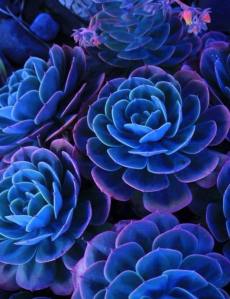 11406902_102358456772800_697676268012630738_n