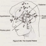 pineal-crystal-palace